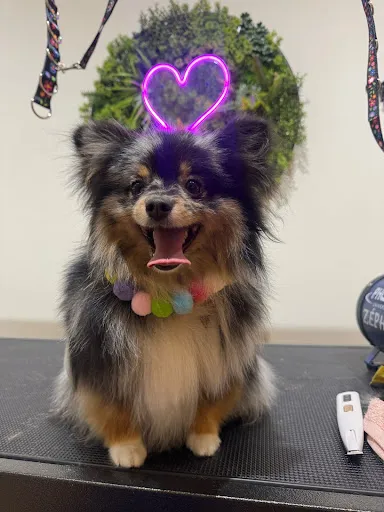 Photo du salon Fluffhouse