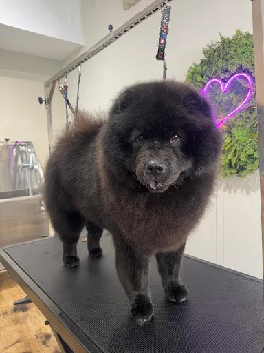 Photo du salon Fluffhouse