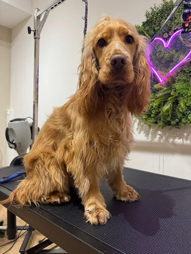 Photo du salon Fluffhouse