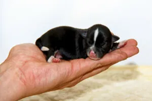 Chiot