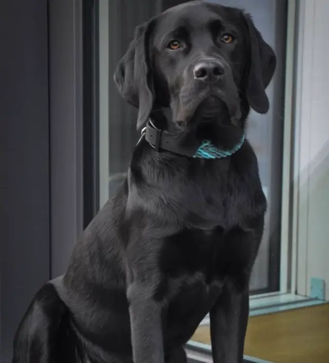 Grand chien